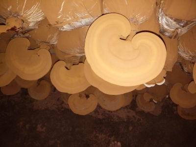 HẠ THỔ RƯỢU – VÌ SAO GACO CHỌN PHƯƠNG PHÁP ĐIỀU CHẾ NÀY.