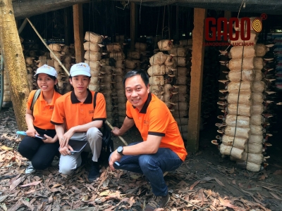 CHUYẾN THAM QUAN TÌM HIỂU VÙNG NGUYÊN LIỆU : NẤM LINH CHI GACO