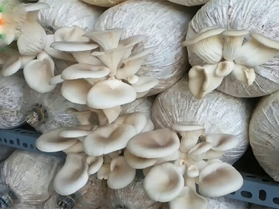KĨ THUẬT NUÔI TRỒNG NẤM (1)
