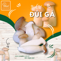 NẤM ĐÙI GÀ BABY POCO