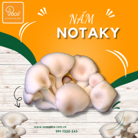 NẤM NOTAKY – GIÁ TRỊ DINH DƯỠNG CHO SỨC KHỎE 