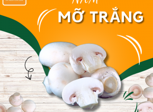 NẤM MỠ TRẮNG POCO 
