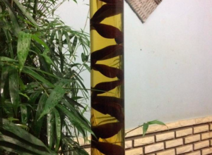 RƯỢU LINH CHI GACO 2 LÍT