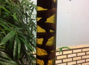 RƯỢU LINH CHI GACO 3 LÍT