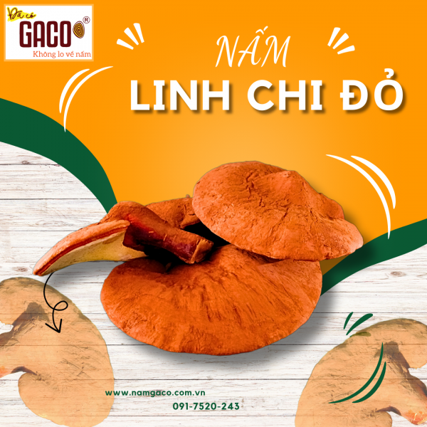 NẤM LINH CHI ĐỎ NGUYÊN TAI XÍCH CHI