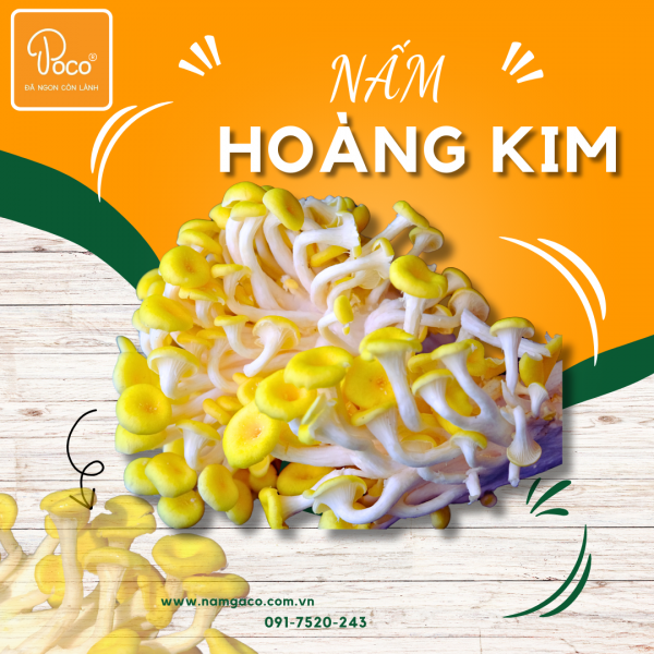 NẤM HOÀNG KIM POCO