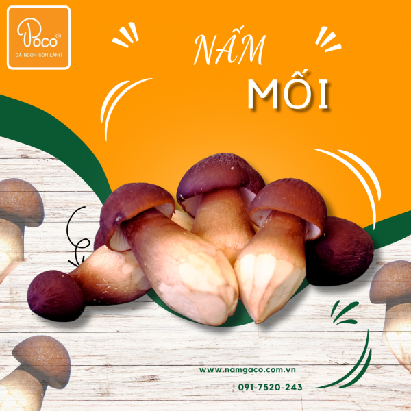 NẤM MỐI POCO