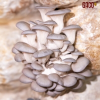 PHÔI NẤM SÒ XÁM