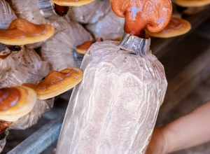 PHÔI NẤM LINH CHI ĐỎ